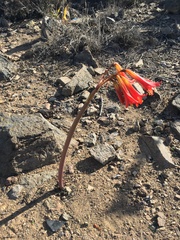 Zephyranthes phycelloides