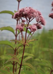 Eutrochium maculatum
