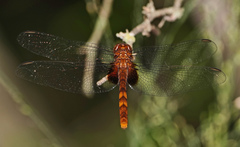Erythemis mithroides