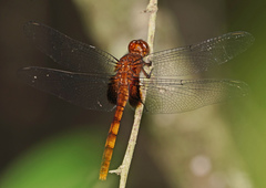 Erythemis mithroides