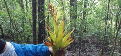 Catopsis hahnii