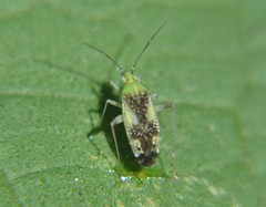 Reuteroscopus basicornis