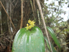 Pleurothallis londonoi