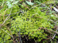 Rosulabryum subtomentosum