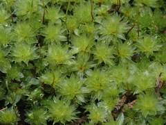 Rosulabryum subtomentosum