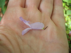 Plectranthus saccatus