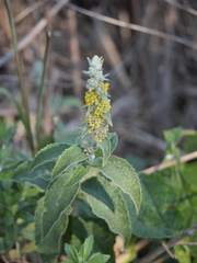 Buddleja stachyoides