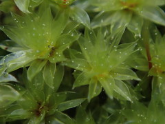 Rosulabryum subtomentosum