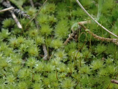 Rosulabryum subtomentosum