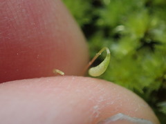 Rosulabryum subtomentosum