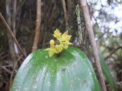 Pleurothallis londonoi