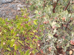 Arctostaphylos canescens