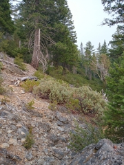 Arctostaphylos canescens