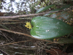 Pleurothallis londonoi