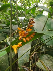 Stromanthe stromanthoides