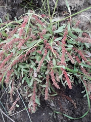 Rumex ucranicus