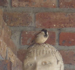 Passer domesticus indicus