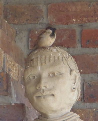 Passer domesticus indicus