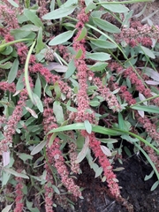 Rumex ucranicus