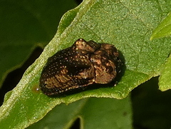 Chlamydocassis bicornuta