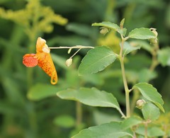 Impatiens capensis
