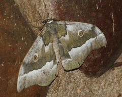 Gonimbrasia zambesina