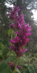 Agastache mexicana