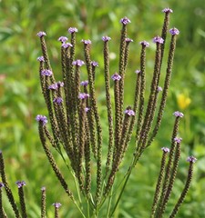 Verbena hastata
