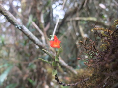 Fernandezia sanguinea