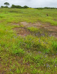 Utricularia reticulata
