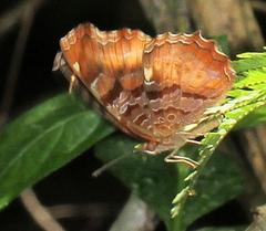 Eurytela dryope angulata