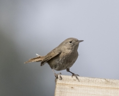 Troglodytes aedon chilensis