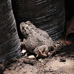Incilius coccifer