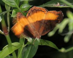 Eurytela dryope angulata