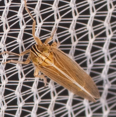 Nothodelphax slossonae