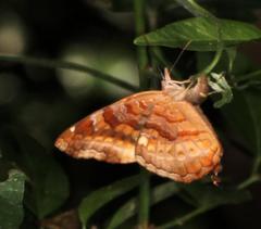 Eurytela dryope angulata