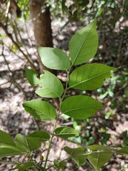 Micromelum minutum