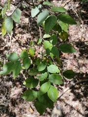 Micromelum minutum