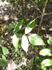 Micromelum minutum