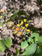 Micromelum minutum