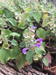 Scutellaria ovata rugosa