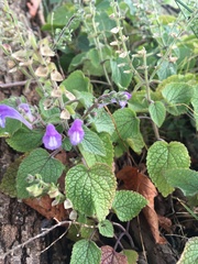 Scutellaria ovata rugosa