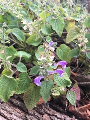 Scutellaria ovata rugosa
