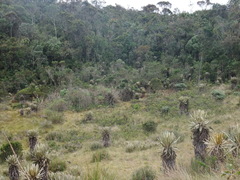 Espeletia occidentalis