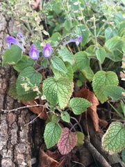 Scutellaria ovata rugosa