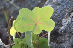 Manihot peltata