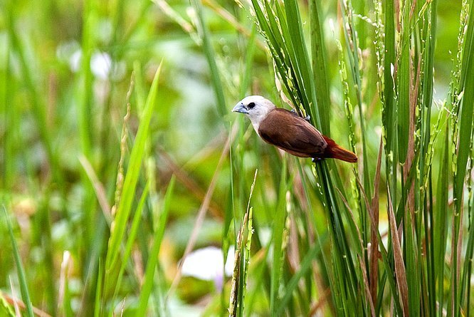 Pale-headed Munia photo