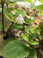 Scutellaria pseudoserrata