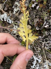 Botrychium alaskense