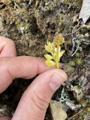 Botrychium alaskense